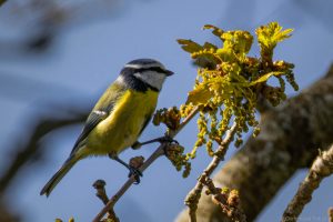 Mésange bleue