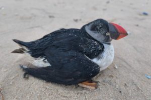 Macareux échoué - Photo de Julien Bonnet - LPO France