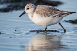carte postale Bécasseau sanderling