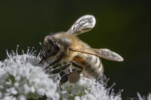 Abeille sur ombellifère