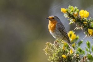 Rouge-gorge, Ploumanac'h , Perros-Guirrec