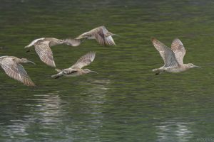 Courlis corlieu en vol au dessus du trieux