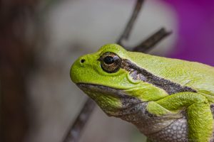 Grenouille Rainette verte