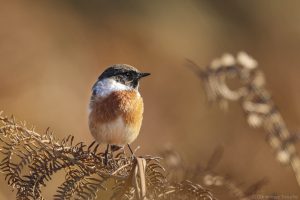 Photo de Tarier pâtre