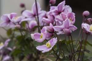 Fleurs de clématite (Montana Rubens) 
