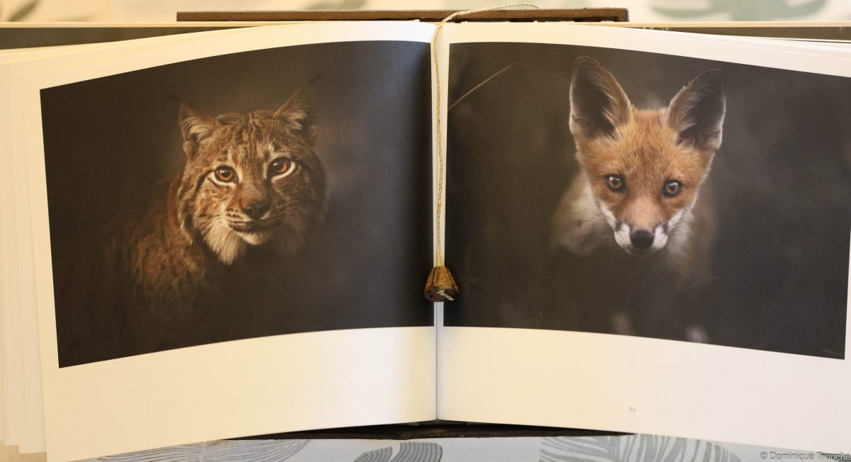 Livre "Le Chant des Forêts" de Vincent Munier