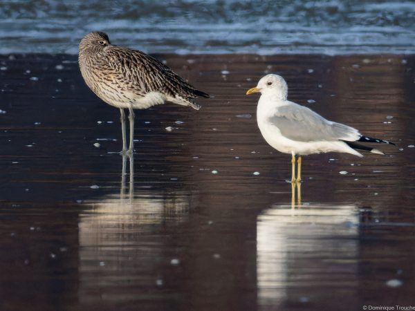 Courlis cendré endormi et Goéland cendré