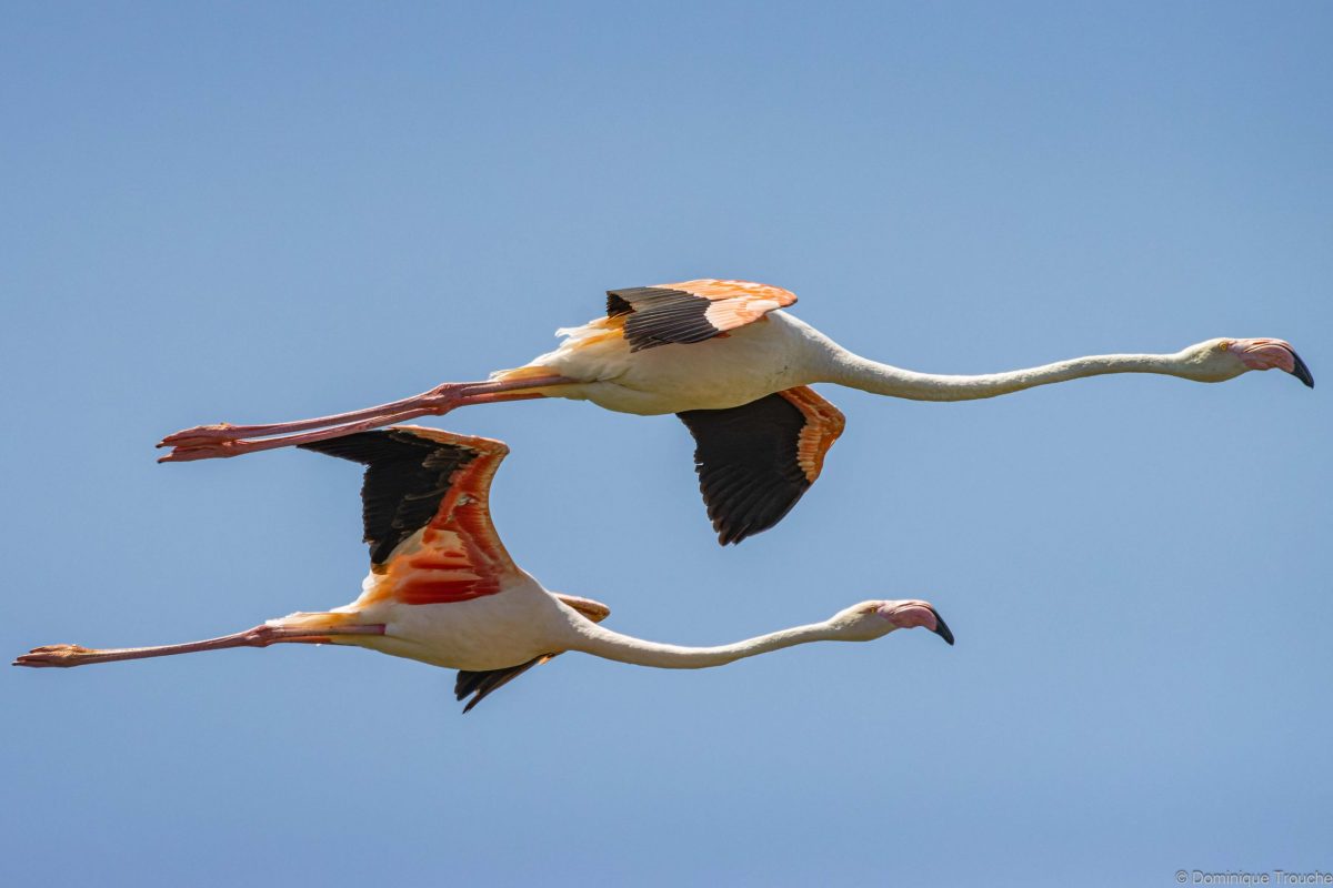 Flamant rose
