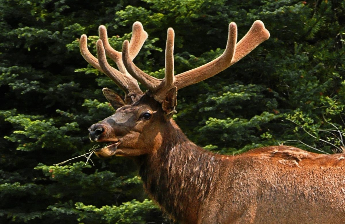 Wapiti
