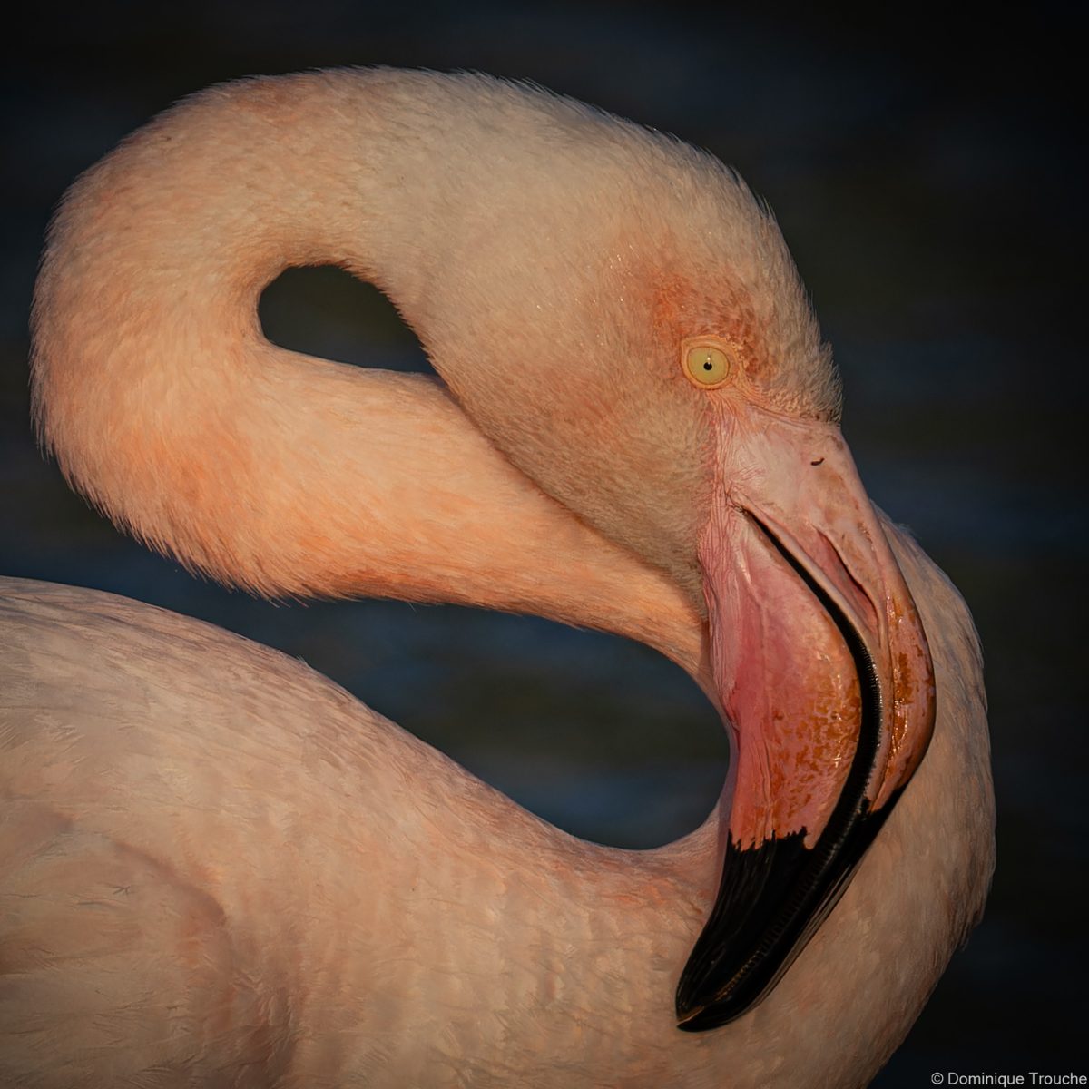 Flamant rose