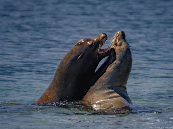 Otaries de Steller