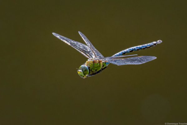 Anax empereur